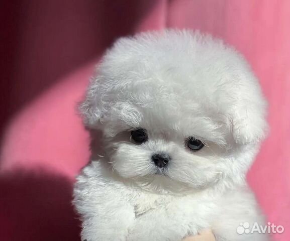 Бишон Фризе Девочка из Кореи