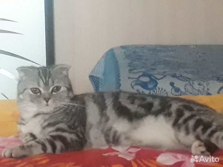 Шотландская вислоухая кошка бесплатно