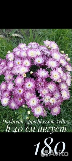 Хризантемы мультифлора