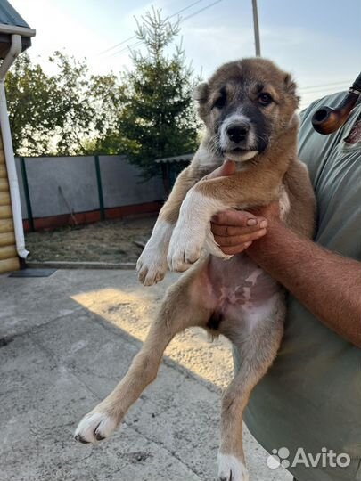 Щенки алабая