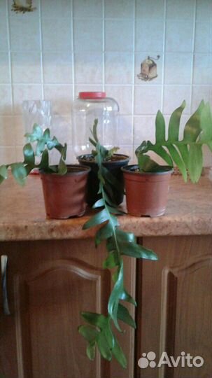 Комнатные цветы