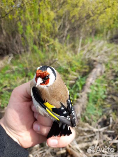 Певчие птицы