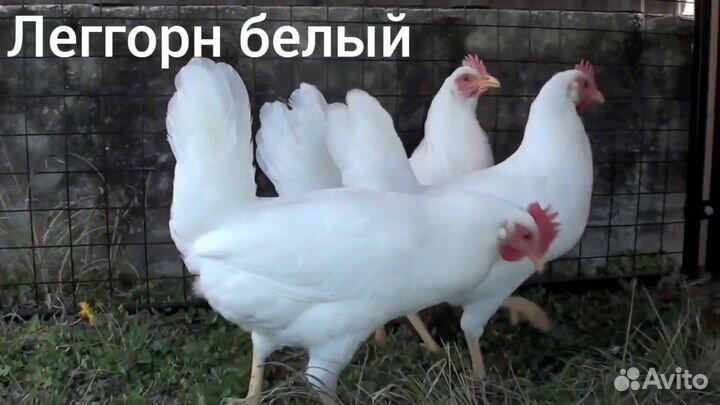 Леггорн
