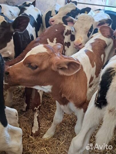 Телята на откорм