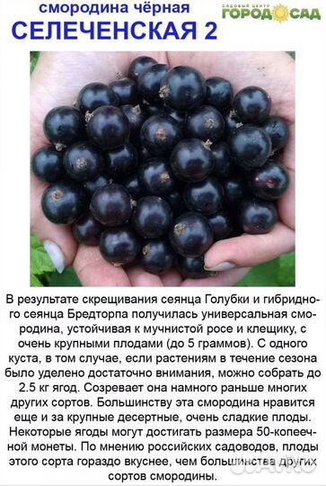 Саженцы смородины Селеченская