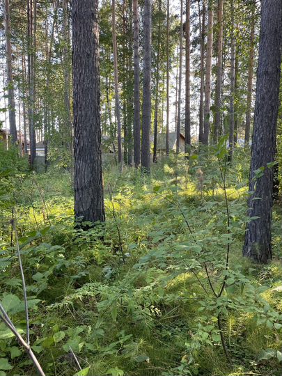 Участок 16 га (ИЖС)