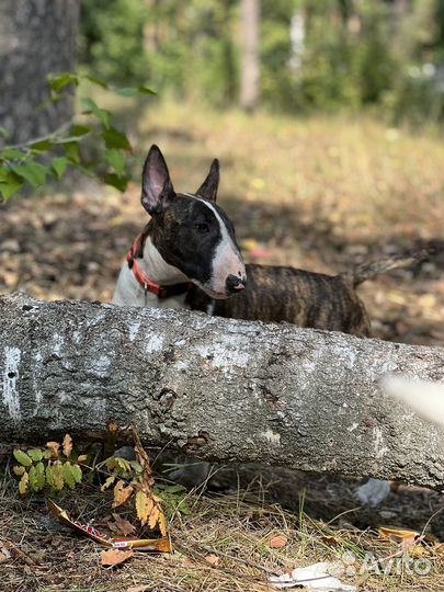 Щенок стандартного бультерьера
