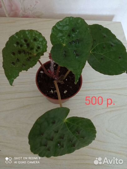 Бегония с шипами