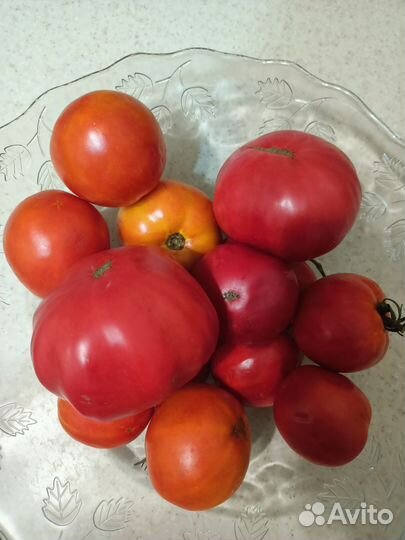 Помидор