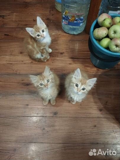 Кошки в добрые руки