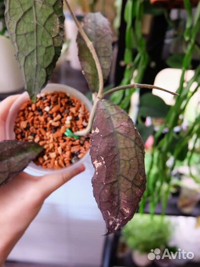 Хойя клеменсиорум суматра