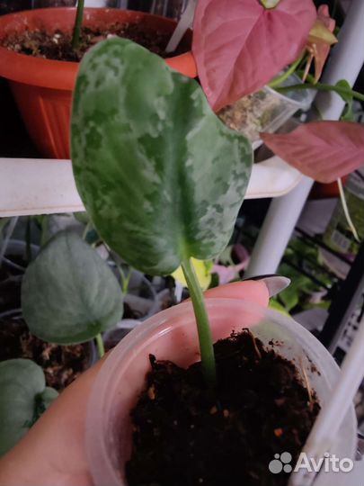 Сциндапсус платинум, сплеш Блю, леди, и т.д