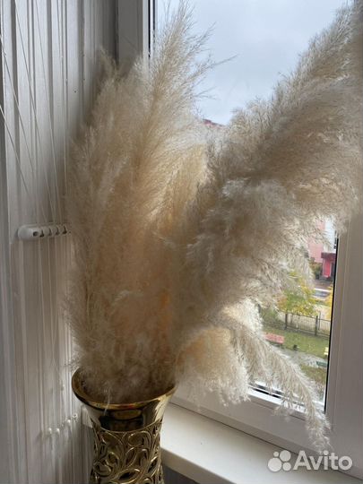 Помпасная трава