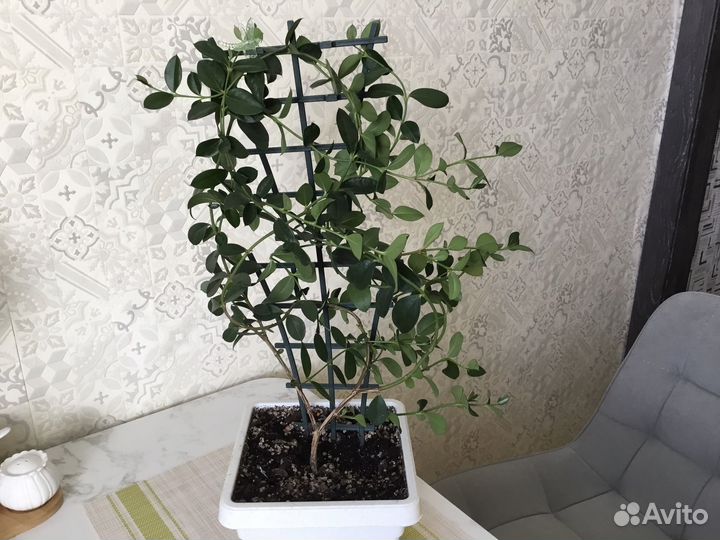 Карисса комнатная слива