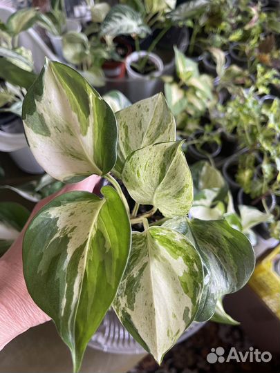 Эпипремнум хэппи Лиф,сциндапсус золотистый ирк,анг