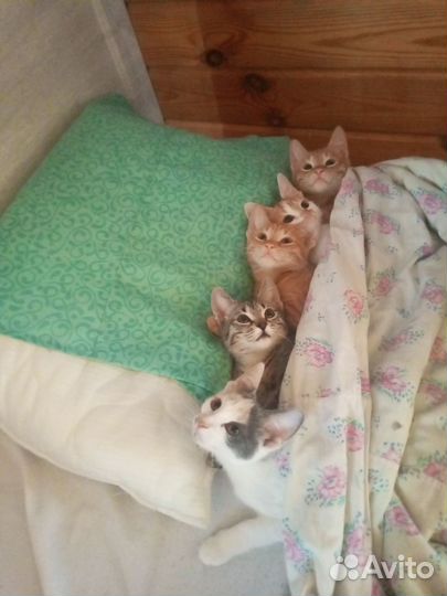 Кошка в дар бесплатно