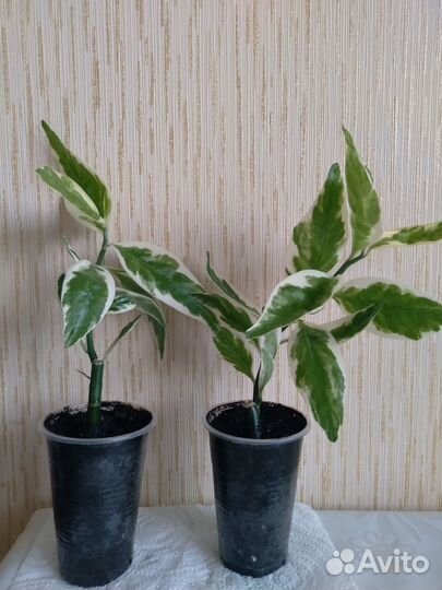 Педилантус