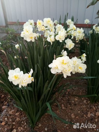 Луковицы нарциссов