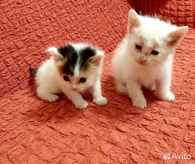 Британские котята