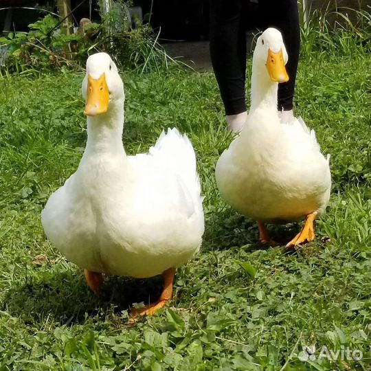 Инкубационное яйцо