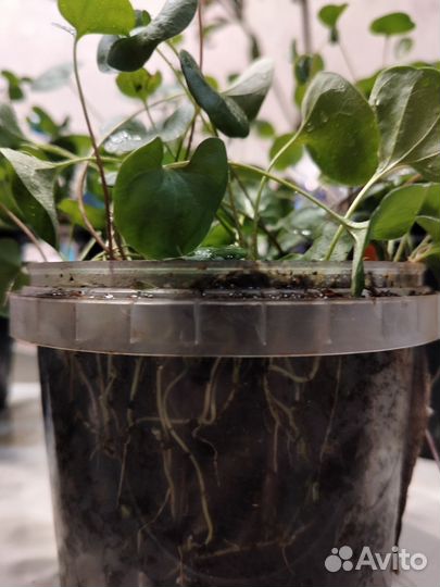 Дихондра изумрудная(зелёная)