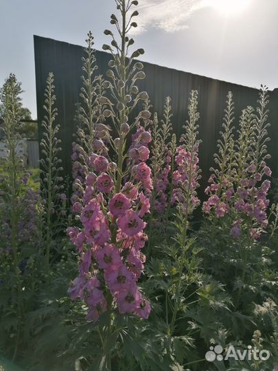 Многолетние цветы