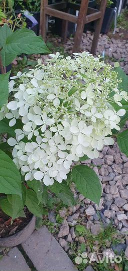 Гортензия метельчатая Фантом