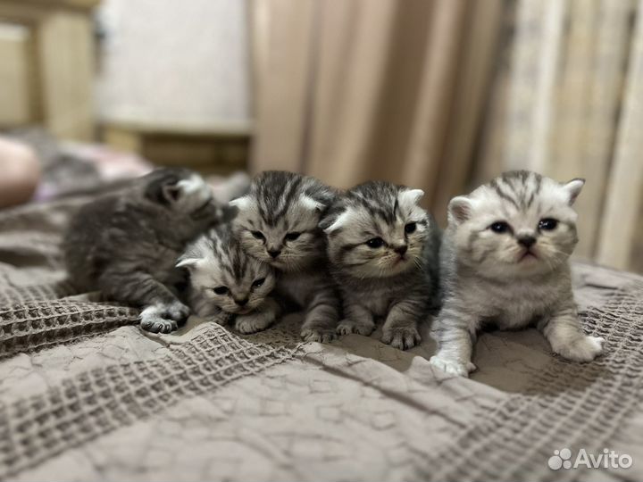 Британская кошка