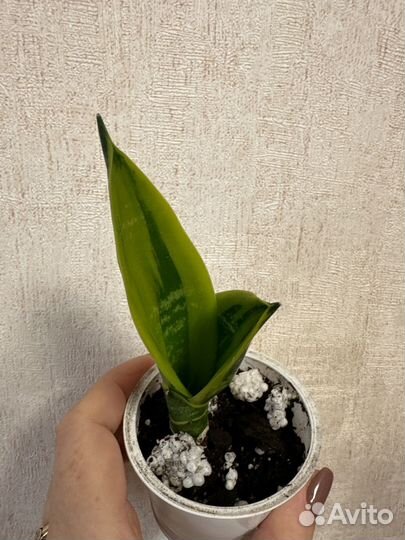 Сансевиерия