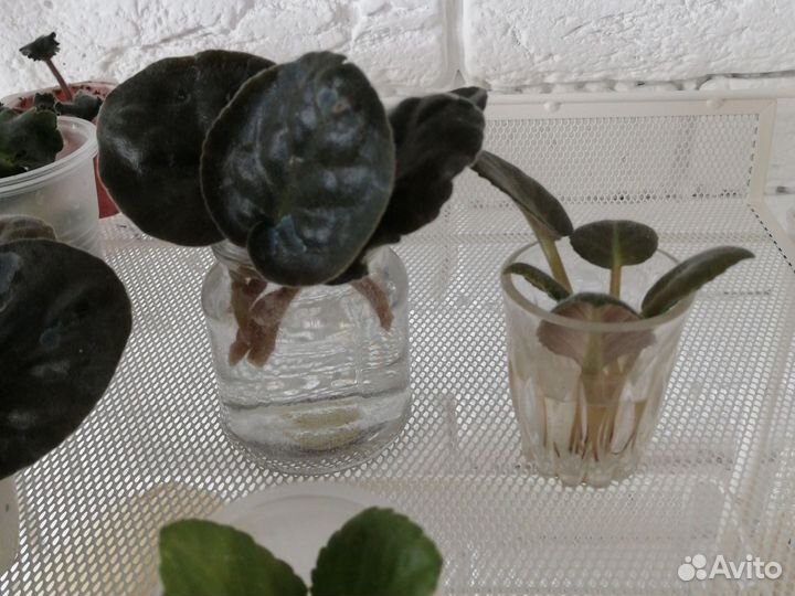 Фиалка листочки