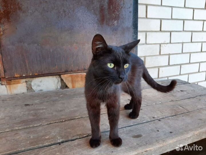 Коты бесплатно