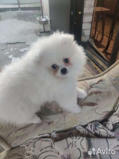 Собака