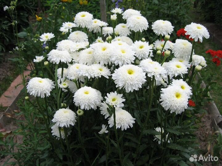 Многолетние растения для сада