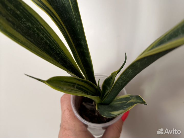 Сансивиерия Голден Флейм, Ханни Сильвер Крем, Стар