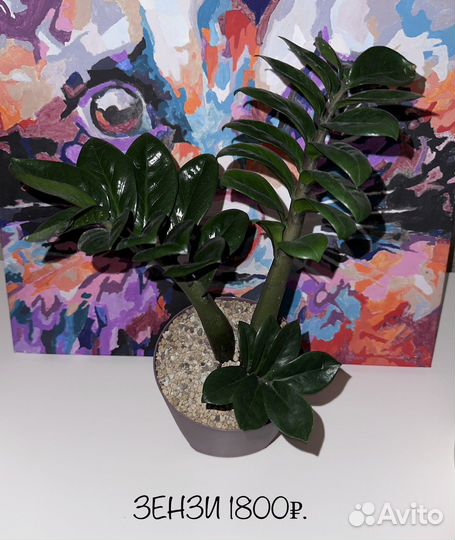 Замиокулькас зензи