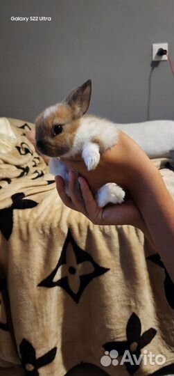 Декоративные кролики