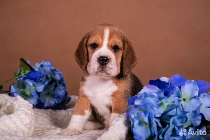 Щенки бигль