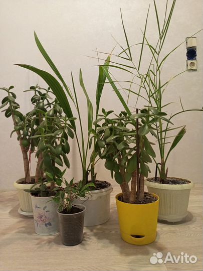 Крассула толстянка, фикус, финик