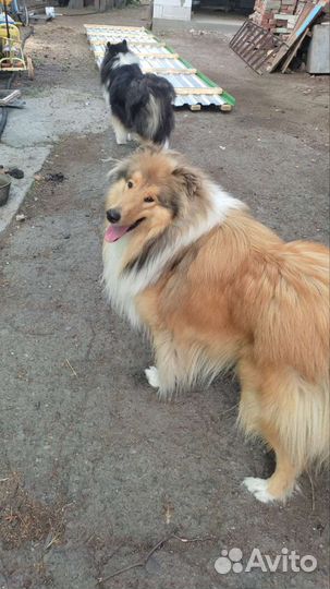 Щенки Колли