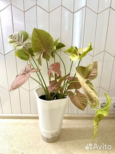 Комнатные растения цветы