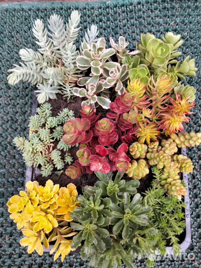 Молодило каменная роза