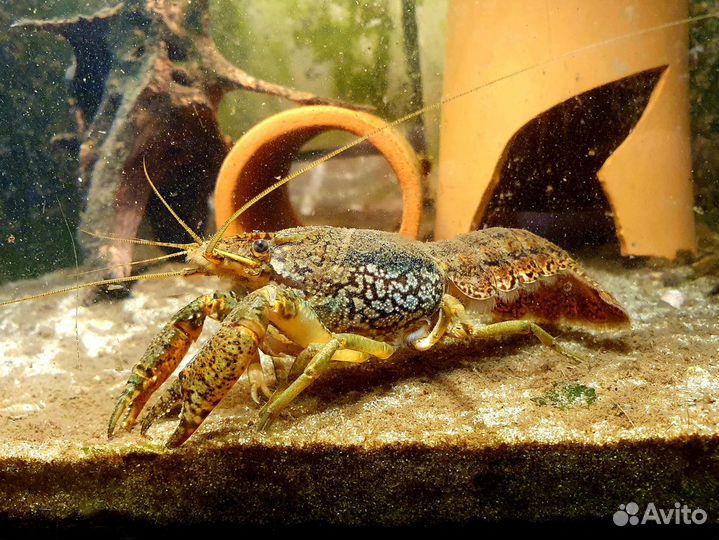 Мраморный рак