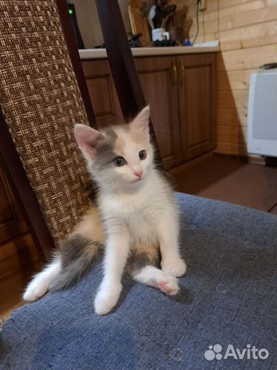 Котята- Турецкая ангора