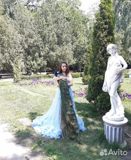 Лебеди и павлины для фото сессий и свадеб вывозим