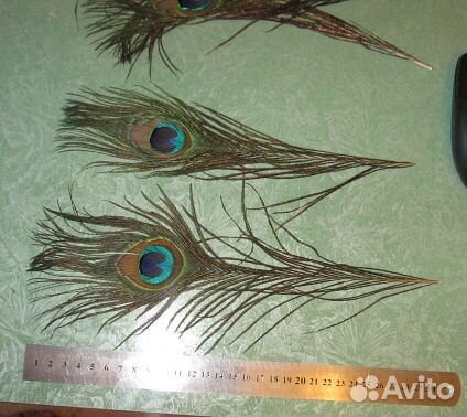 Перо павлина малое 30см