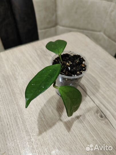 294. Комнатные цветы