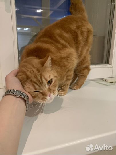 Передержка кошек/гостиница для кошек