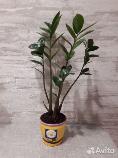 Замиокулькас