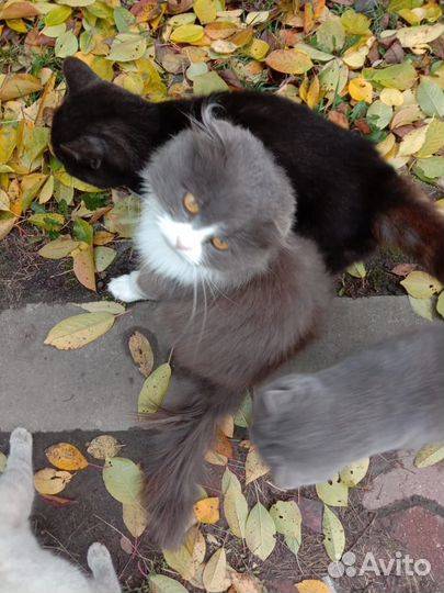 Кошки в добрые руки