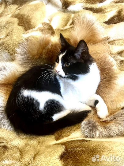 Котенок, девочка